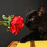 black_cat, cat, rose, red_flower, flower, long_hair, feline, whiskers, green_eye, profile, sitting, animal_portrait, dramatic_lighting, dark_background, red, yellow_chair, indoor, close_up, romantic, still_life