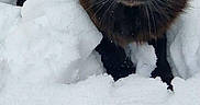 Gino participe au concours pour gagner de l'argent avec cette photo : cat, black_cat, snow, winter, outdoor, animal, pet, furry, fluffy, yellow_eyes, staring, portrait, closeup, standing, snowdrift, cold, nature, white_background, whiskers, ears