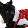 cat, black_cat, pet, animal, santa_costume, christmas, holiday, red_clothing, white_trim, fluffy, fur, whiskers, ears, eyes, portrait, close_up, studio_background, festive, cute, costume