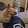 Viking participe au concours pour gagner de l'argent avec cette photo : affection, casual, comfort, companion, cozy, dog, floor, furniture, home, indoor, leg_brace, nuzzling, pet, relaxation, resting, slippers, small_dog, sock, soft_texture, warm