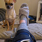 Viking a rejoint le concours — aidez-le/la à gagner de superbes lots ! alert, animal, blanket, chihuahua, companion, cozy, cute, dog, footstool, furniture, home, indoor, knee_brace, leg, living_room, pet, resting, slipper, small_dog, sock