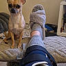 alert, animal, blanket, chihuahua, companion, cozy, cute, dog, footstool, furniture, home, indoor, knee_brace, leg, living_room, pet, resting, slipper, small_dog, sock