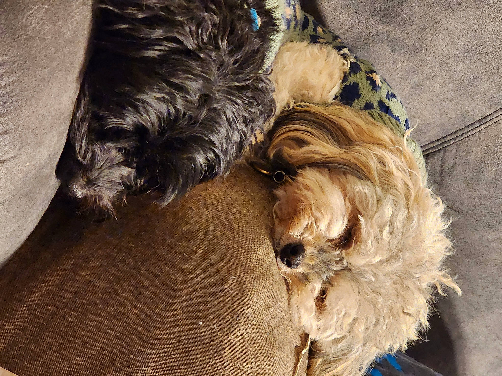 Daisy Do Smith is registered to the contest to win money with this photo: canidae, carnivore, comfort, companion_dog, dog, dog_breed, dog_collar, ear, fawn, fur, liver, schnauzer, small_terrier, snout, sporting_group, standard_schnauzer, terrier, toy_dog, water_dog, working_animal