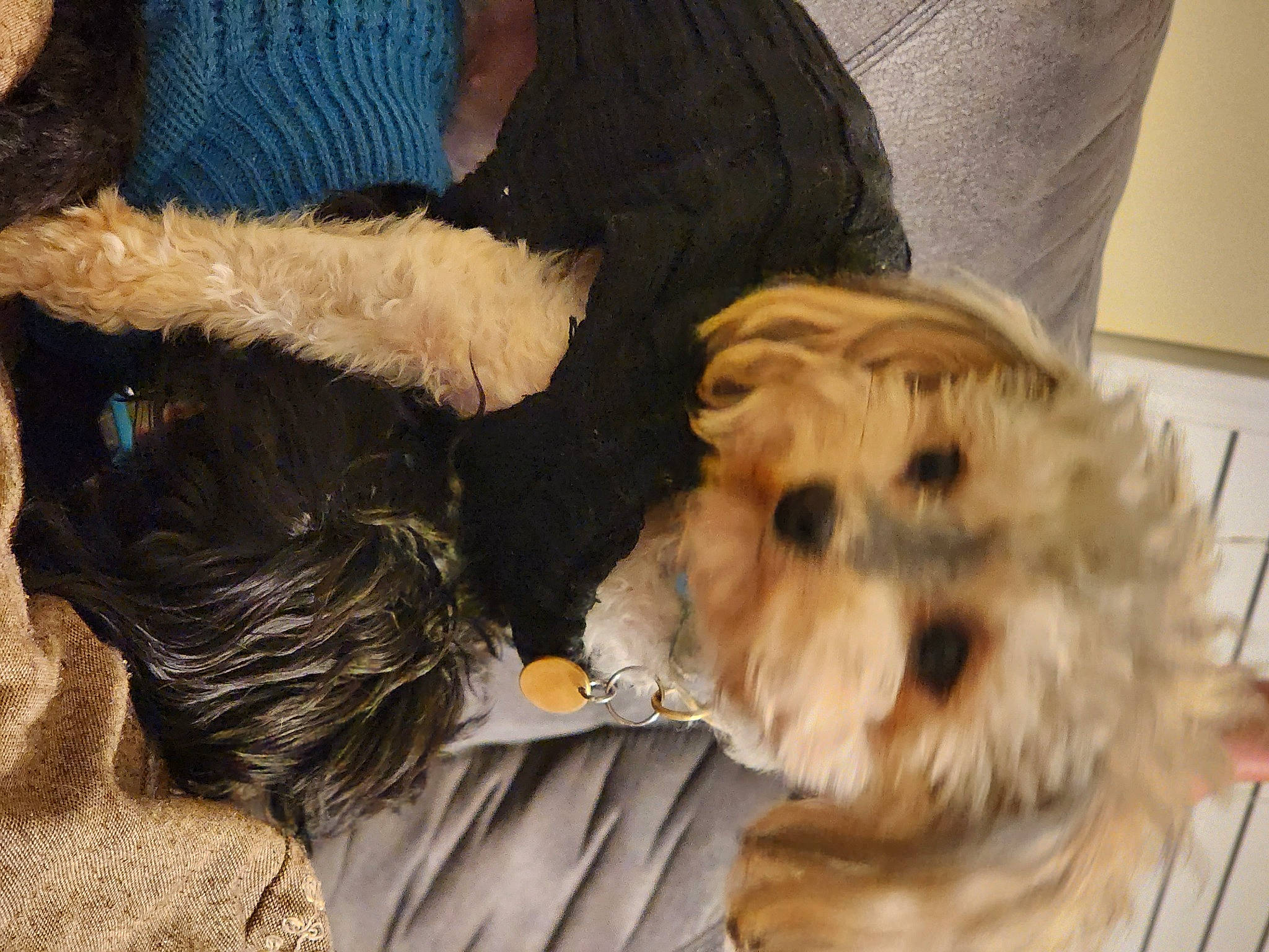 Daisy Do Smith joined the competition — help win amazing prizes! canidae, carnivore, companion_dog, dog, dog_breed, dog_clothes, dog_supply, fawn, firefighter, fur, hat, pet_supply, puppy_love, schnauzer, small_terrier, snout, sporting_group, terrier, toy_dog, working_animal