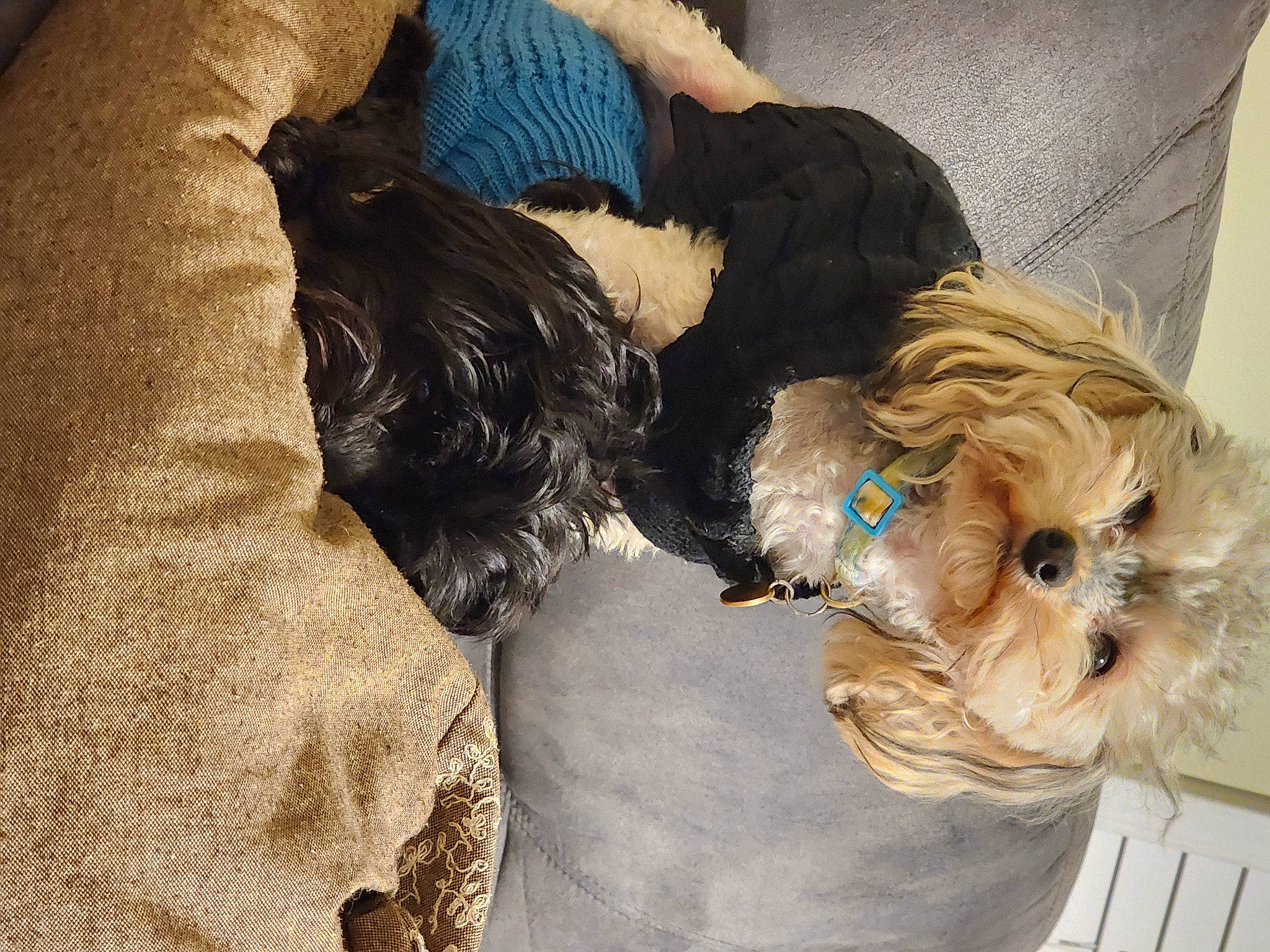 Daisy Do Smith is registered to the contest to win money with this photo: canidae, carnivore, comfort, companion_dog, dog, dog_breed, dog_clothes, dog_supply, fur, liver, nap, non_sporting_group, pet_supply, puppy_love, small_terrier, sporting_group, terrier, toy_dog, working_animal, yorkipoo