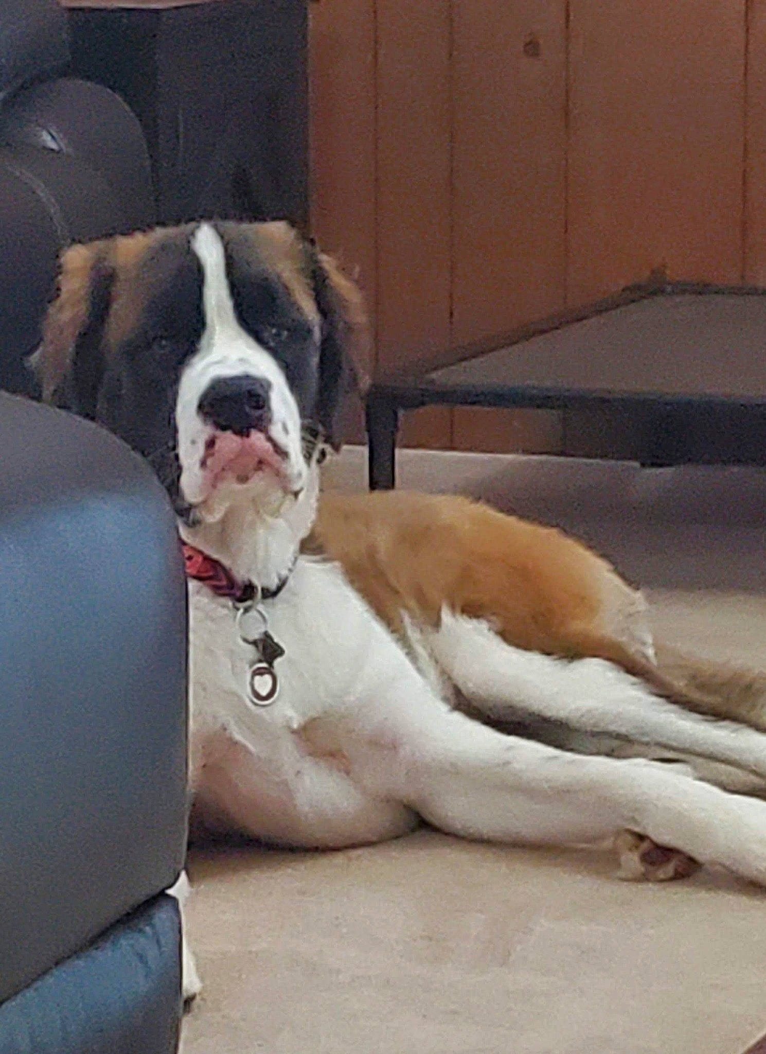 Charlie Faye Sharpe is registered to the contest to win money with this photo: bored, canidae, carnivore, collar, comfort, companion_dog, dog, dog_breed, dog_collar, dog_supply, fawn, flooring, liver, paw, pet_supply, snout, sporting_group, tail, window, working_animal