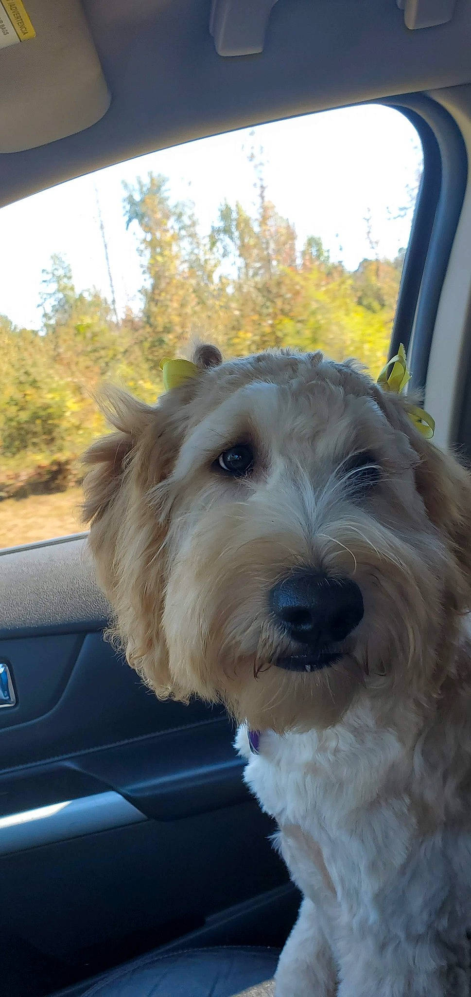 Della Rose Smith joined the competition — help win amazing prizes! automotive_exterior, automotive_mirror, canidae, carnivore, collar, companion_dog, dog, dog_breed, dog_collar, motor_vehicle, sky, small_terrier, snout, sporting_group, terrier, toy_dog, tree, vehicle, windshield, working_animal