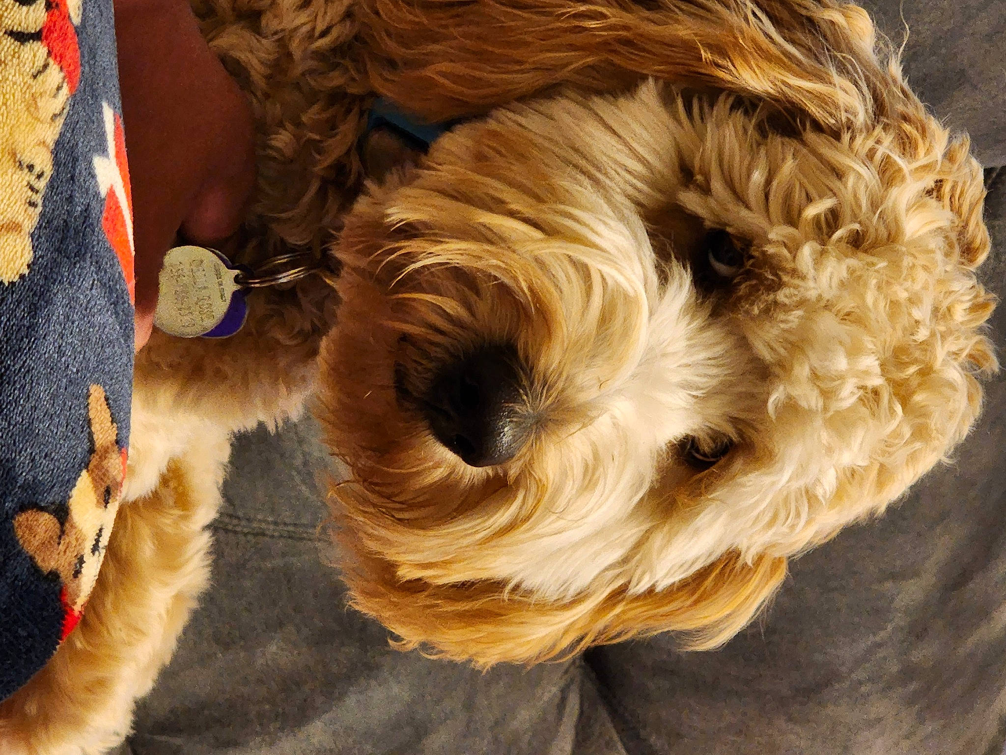 Della Rose Smith is registered to the contest to win money with this photo: airedale_terrier, canidae, carnivore, companion_dog, dog, dog_breed, dog_collar, dog_supply, fawn, fur, liver, small_terrier, snout, sporting_group, tail, terrier, toy_dog, whiskers, wood, working_animal