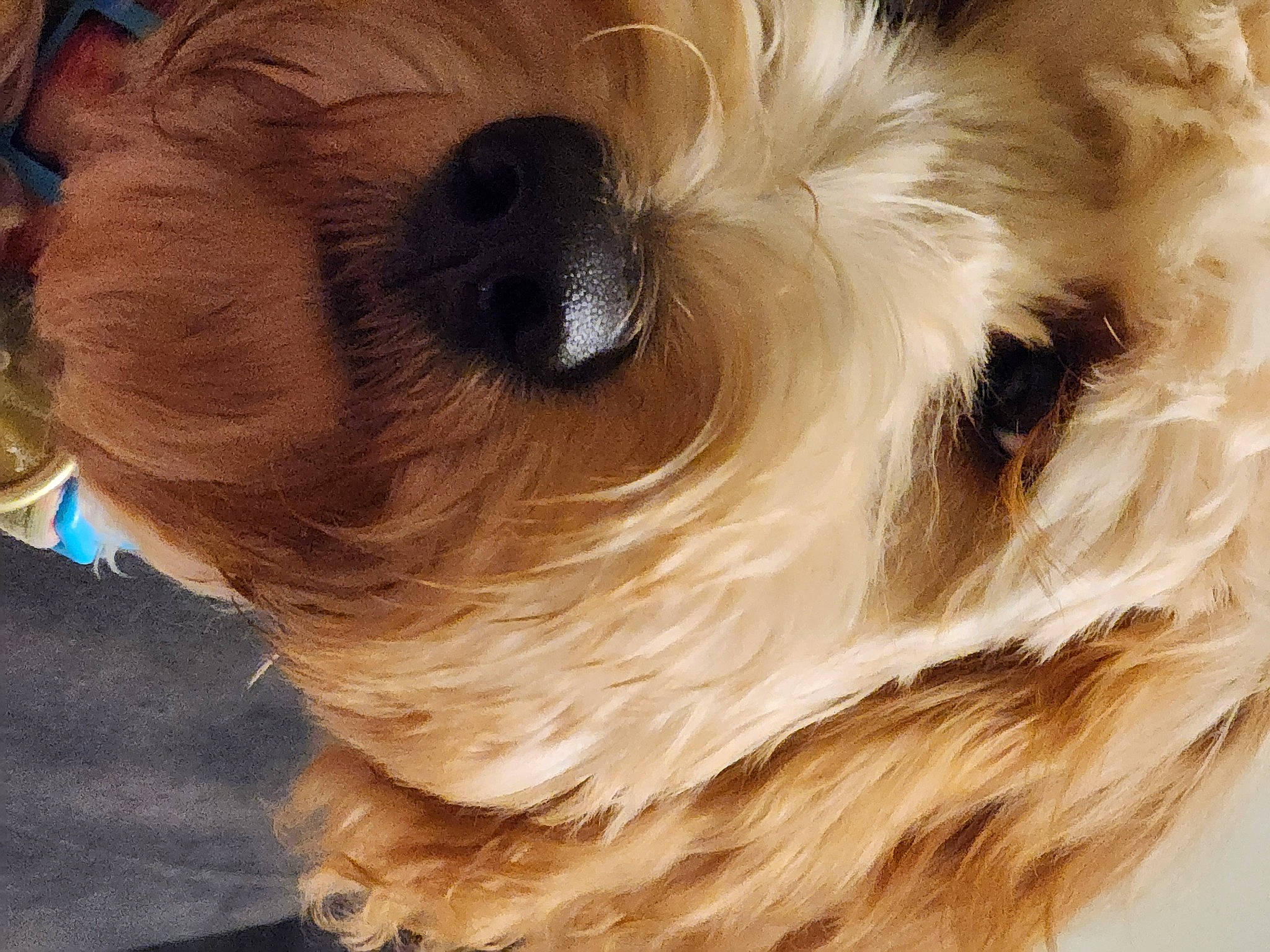 Della Rose Smith joined the competition — help win amazing prizes! canidae, carnivore, companion_dog, dog, dog_breed, ear, eyelash, fawn, fur, liver, paw, puppy_love, small_terrier, snout, sporting_group, tail, terrier, toy_dog, whiskers, working_animal