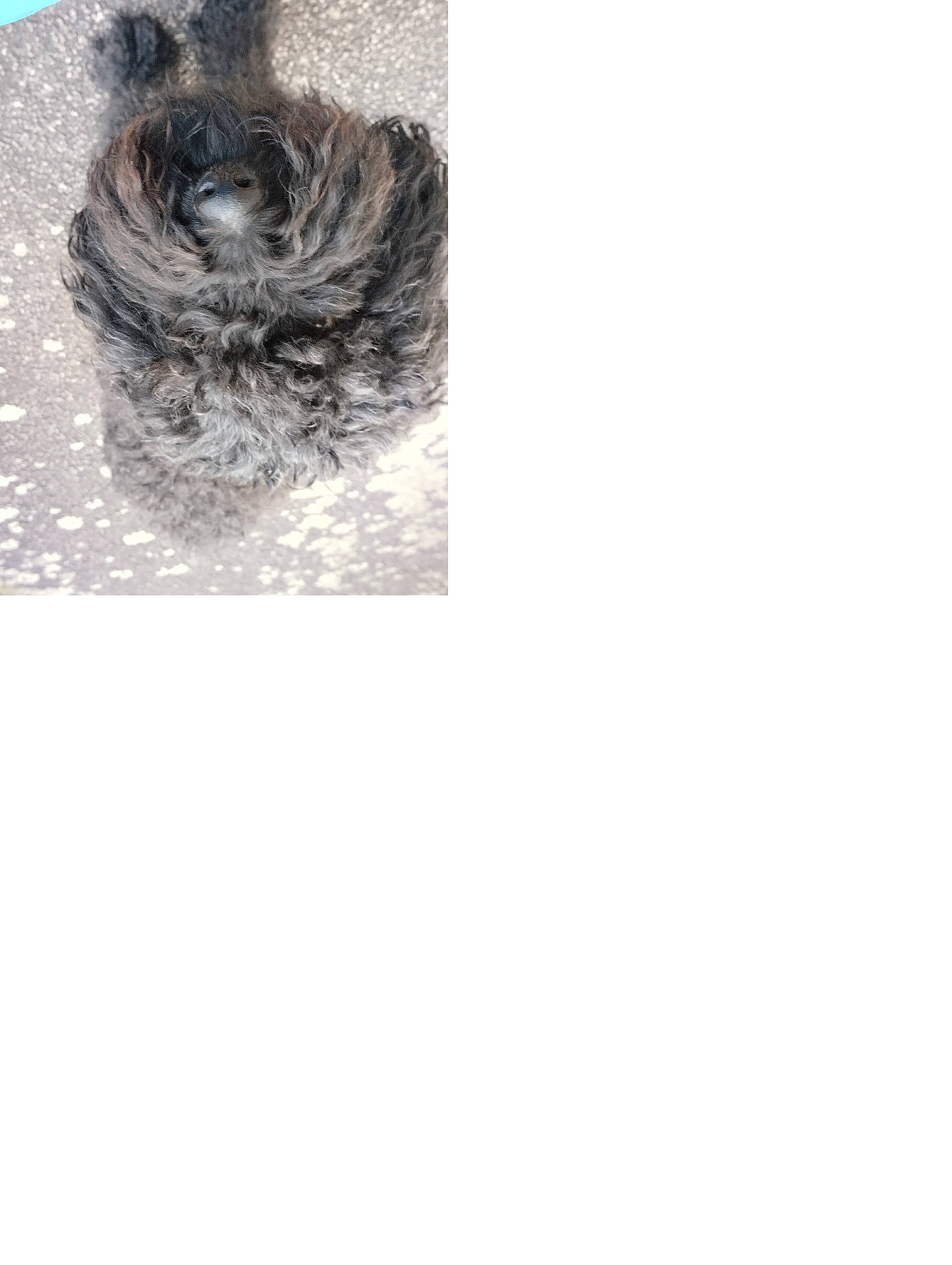 Only participe au concours pour gagner de l'argent avec cette photo : affenpinscher, animal, canine, cat, clothing, cockerspaniel, dog, face, fur, head, hound, person, pet, photography, poodle, portrait, puppy, sleeping, terrier, whitedog