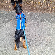 Lino a rejoint le concours — aidez-le/la à gagner de superbes lots ! animal, autumn, back_view, black_fur, blue_jacket, brown_fur, canine, dog, fallen_leaves, harness, leash, leaves, nature, outdoor, path, pavement, pet, small_dog, walking, walking_path