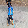 animal, autumn, back_view, black_fur, blue_jacket, brown_fur, canine, dog, fallen_leaves, harness, leash, leaves, nature, outdoor, path, pavement, pet, small_dog, walking, walking_path