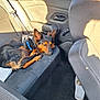 Lino a rejoint le concours — aidez-le/la à gagner de superbes lots ! backseat, black_and_brown, car_interior, dog, domestic_animal, door_handle, floor_mat, fur, leisure, pet, quiet, relaxation, resting, seatbelt, sleeping, slippers, sunlight, vehicle, warm_light, window