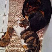 Tarzan a rejoint le concours — aidez-le/la à gagner de superbes lots ! animal, black, brown, cat, companion, cozy, curled_dog, dog, domestic, floor, furry, indoor, pet, resting, rug, shoe, sleeping, striped_cat, tile_floor, white