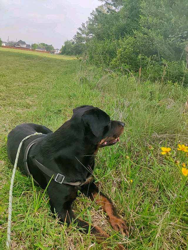 Bruno joined the competition — help win amazing prizes! carnivore, cloud, collar, companion_dog, dog, dog_breed, dog_collar, fashion_accessory, grass, grassland, herbaceous_plant, pet_supply, plant, prairie, sky, sporting_group, terrestrial_animal, tree, working_animal, working_dog