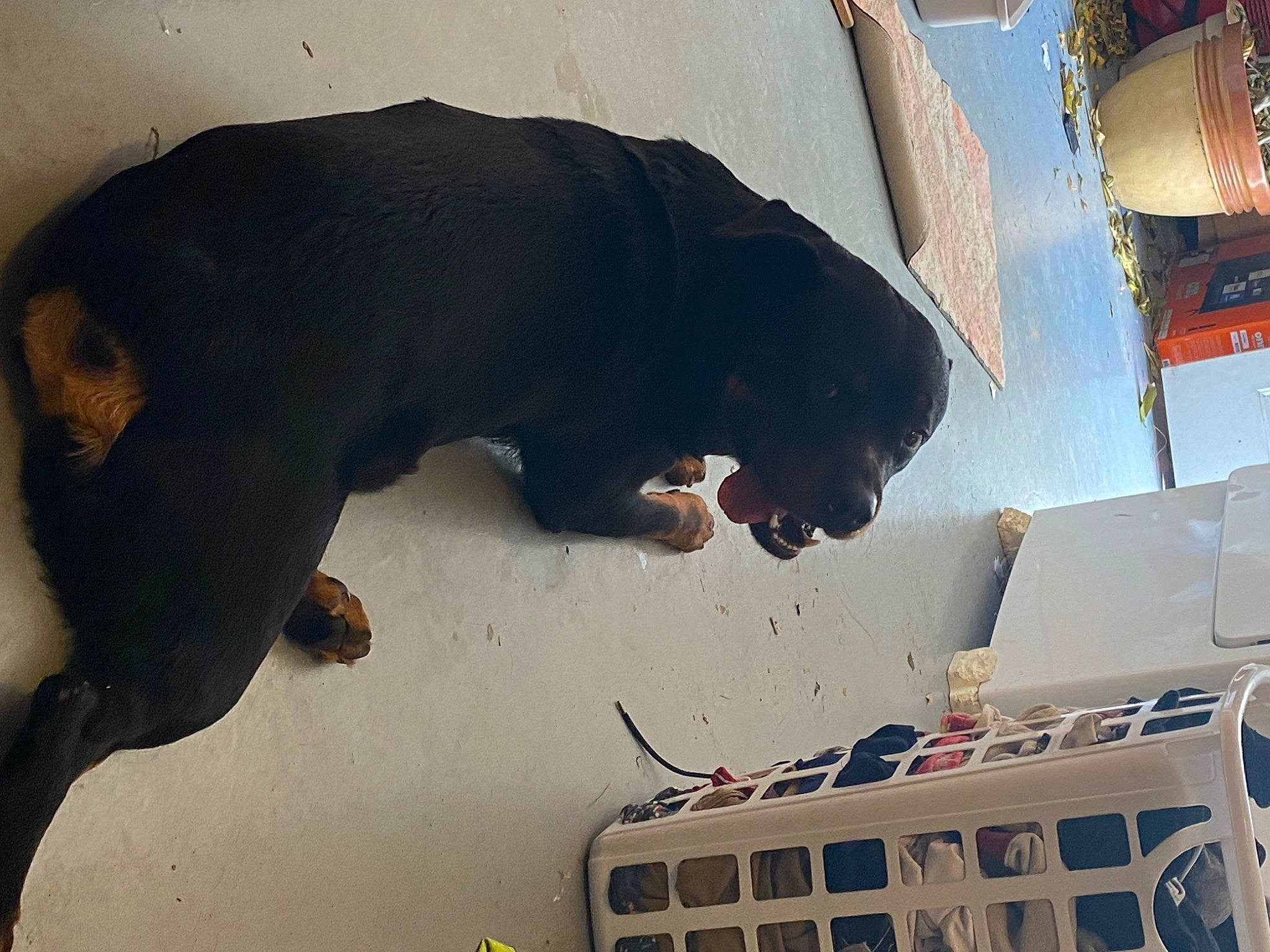 Bruno is registered to the contest to win money with this photo: carnivore, companion_dog, dog, dog_breed, guard_dog, liver, paw, pet_supply, snout, sporting_group, tail, terrestrial_animal, tints_and_shades, window, working_animal, working_dog
