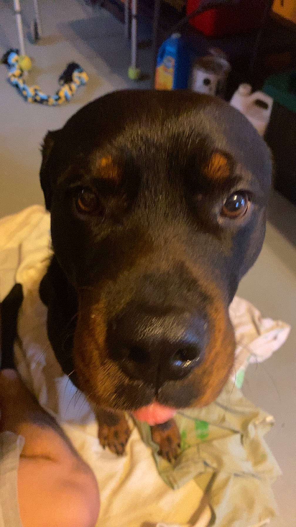 Bruno is registered to the contest to win money with this photo: canidae, carnivore, collar, comfort, companion_dog, dog, dog_breed, ear, fawn, fur, guard_dog, hunting_dog, jewellery, liver, pet_supply, snout, sporting_group, whiskers, working_animal, working_dog