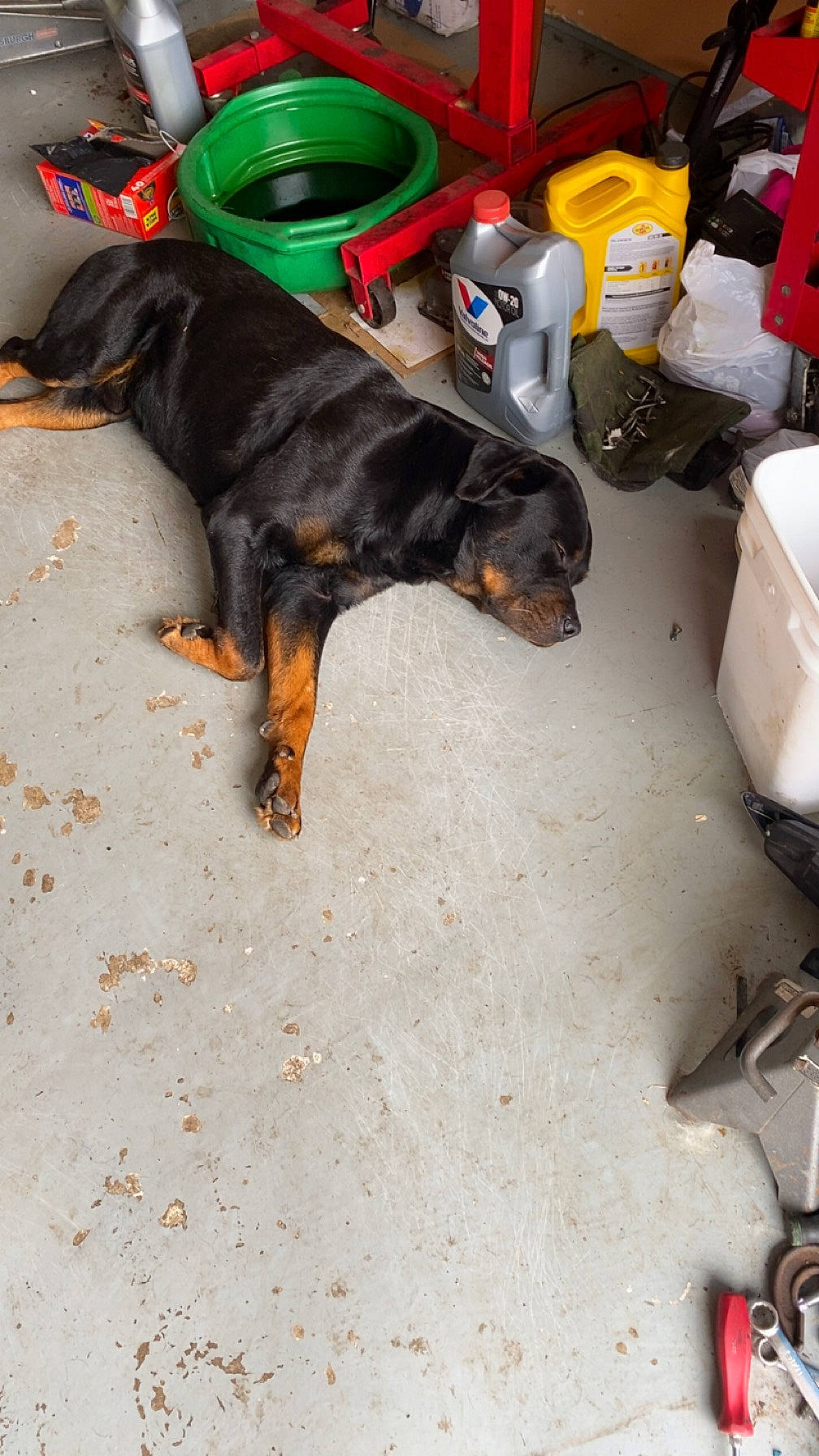 Bruno is registered to the contest to win money with this photo: automotive_tire, beer, carnivore, companion_dog, dobermann, dog, dog_breed, flooring, gas, guard_dog, machine, sporting_group, working_animal, working_dog