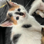 Isabella is registered to the contest to win money with this photo: kitten, cat, calico, pet, animal, fur, whiskers, ears, blue_eyes, cushion, black, gold_pattern, curious, lying_down, indoor, closeup, cute, small, young, feline