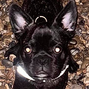 Chase joined the competition — help win amazing prizes! dog, black_dog, pebbles, close_up, pet, animal, ears, reflective_collar, night, outdoor, portrait, looking_at_camera, canine, fur, face, alert, small_dog, companion, cute, domestic_animal