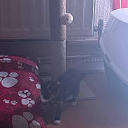 Smudge is registered to the contest to win money with this photo: cat, scratching_post, toy, cushion, paw_prints, litter_box, floor, indoor, pet, animal, furniture, wood_floor, play, home, mammal, small_cat, black_cat, white_paws, blur, dim_light