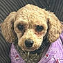 Annabelle is registered to the contest to win money with this photo: dog, close_up, curly_hair, purple_jacket, festive_pattern, pet, canine, portrait, indoor, cozy, cute, animal, face, ears, collar, leash_ring, looking_at_camera, furry, small_dog, soft_texture