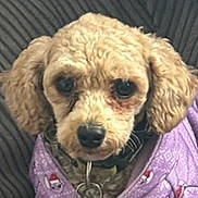 Lexi is registered to the contest to win money with this photo: dog, close_up, curly_hair, purple_jacket, festive_pattern, pet, canine, portrait, indoor, cozy, cute, animal, face, ears, collar, leash_ring, looking_at_camera, furry, small_dog, soft_texture