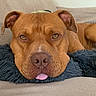 animal, brown_dog, canine, close_up, companion, couch, cute, dog, domestic_animal, ears, face, fluffy_pillow, fur, indoor, laying_down, pet, relaxed, resting, snout, tongue_out