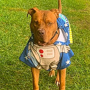 Pablo a rejoint le concours — aidez-le/la à gagner de superbes lots ! alert, animal, astronaut_cape, brown_dog, canine, cape, collar, costume, cute, daylight, dog, ears, grass, greenery, nature, outdoor, pet, playful, standing, tail