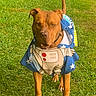 alert, animal, astronaut_cape, brown_dog, canine, cape, collar, costume, cute, daylight, dog, ears, grass, greenery, nature, outdoor, pet, playful, standing, tail