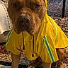 Pablo participe au concours pour gagner de l'argent avec cette photo : animal, brown_dog, canine, clothing, dog, expression, floor, furniture, hood, household, indoor, paws, pet, portrait, raincoat, reflective_stripes, rug, sitting, table, yellow_raincoat