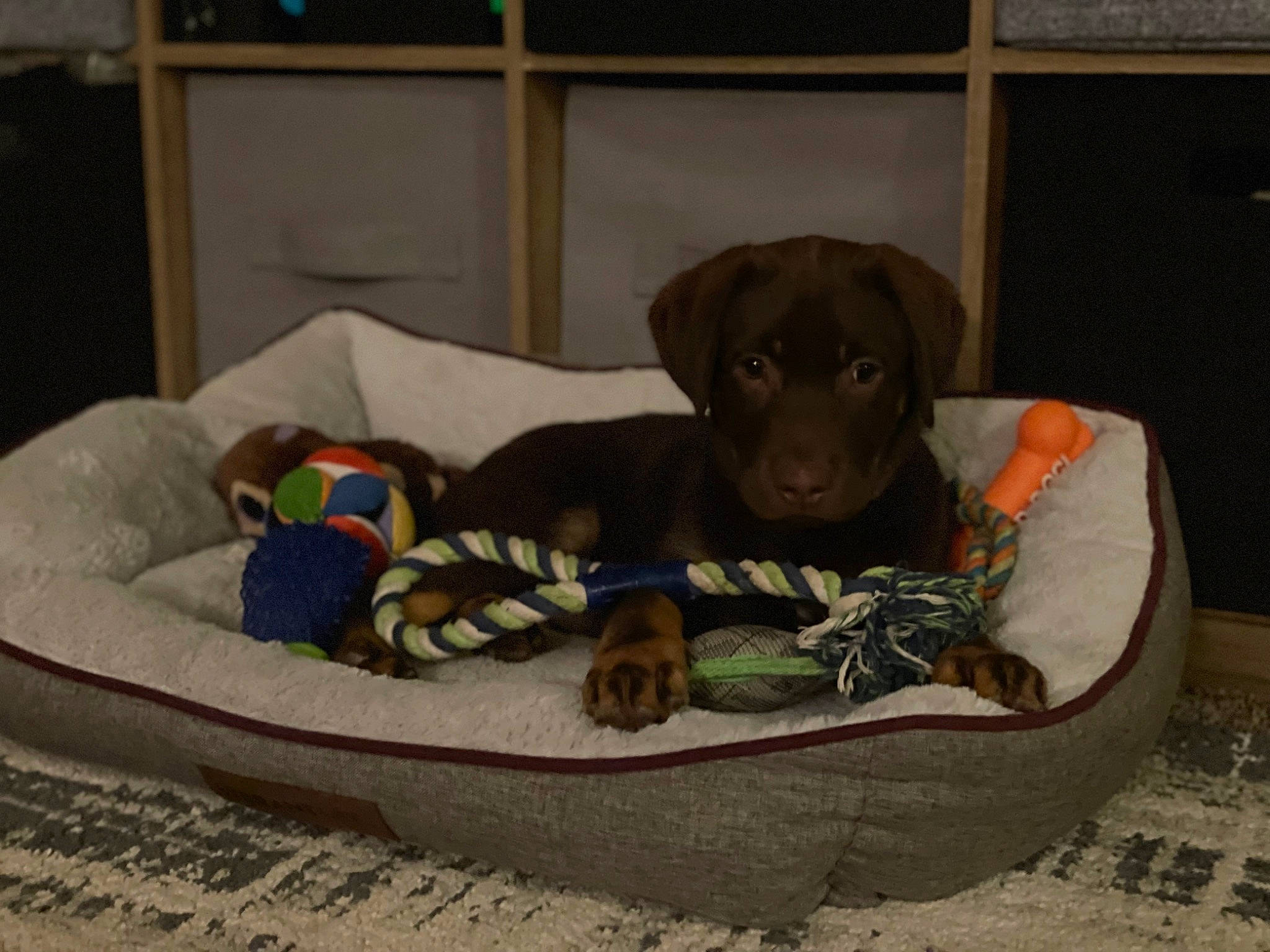 Hazel Grace is registered to the contest to win money with this photo: canidae, carnivore, circle, comfort, companion_dog, dog, dog_bed, dog_breed, dog_supply, fawn, fur, guard_dog, gun_dog, linens, liver, pet_supply, sporting_group, working_animal