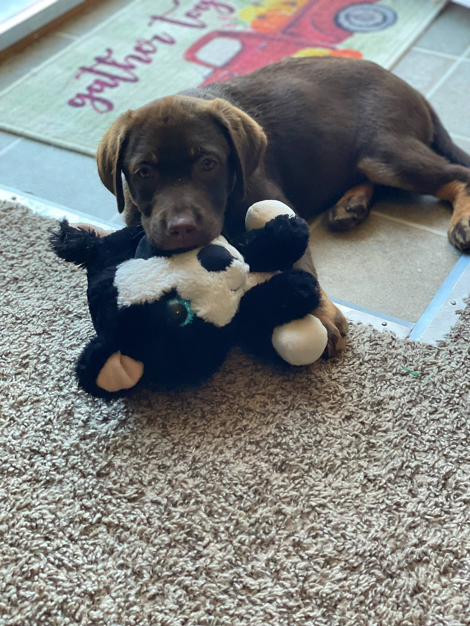 Hazel Grace is registered to the contest to win money with this photo: ball, canidae, carnivore, collar, companion_dog, dog, dog_breed, dog_collar, fawn, flooring, leash, liver, non_sporting_group, paw, puppy, sporting_group, tail, terrestrial_animal, working_animal, working_dog