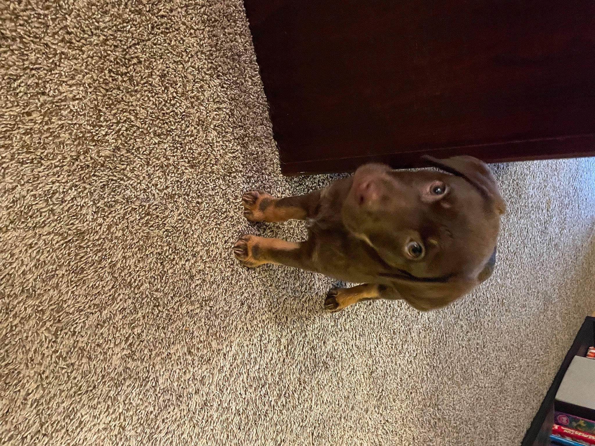 Hazel Grace is registered to the contest to win money with this photo: canidae, carnivore, companion_dog, dog, dog_breed, fawn, flooring, fur, hardwood, human_leg, liver, plant, shadow, snout, sporting_group, tail, terrestrial_animal, wood, working_animal, wrinkle