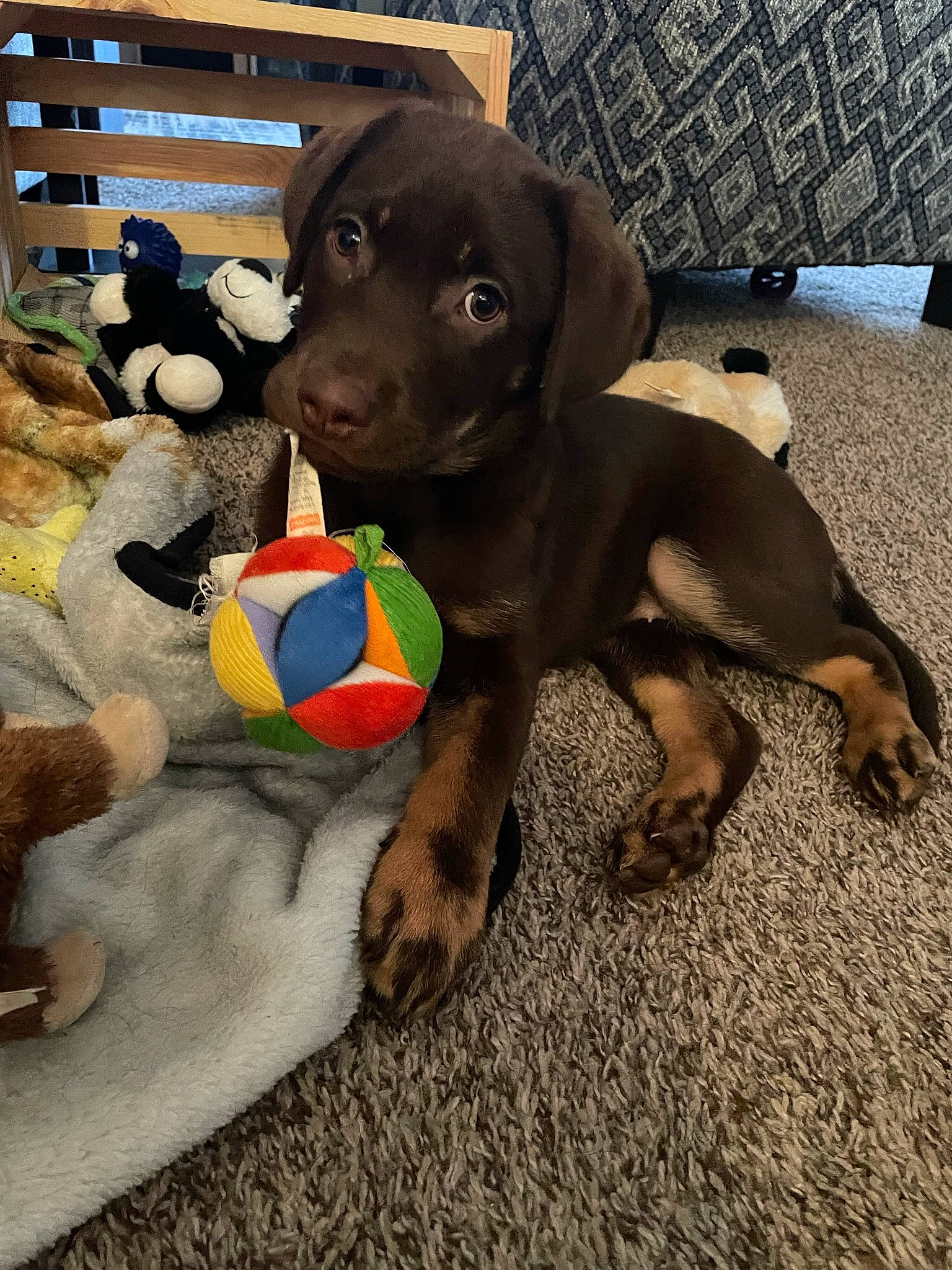 Hazel Grace joined the competition — help win amazing prizes! ball, building, canidae, carnivore, collar, companion_dog, dog, dog_breed, dog_collar, dog_supply, fawn, hat, liver, pet_supply, snout, sporting_group, stuffed_toy, tennis_ball, toy, working_animal