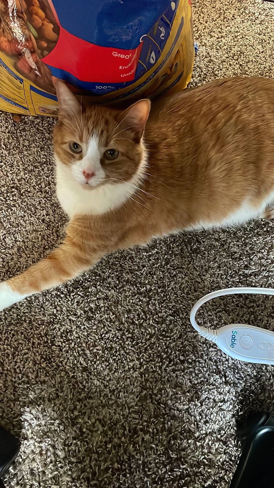 Fox joined the competition — help win amazing prizes! carnivore, cat, domestic_short_haired_cat, fawn, fedora, felidae, flooring, fur, hat, human_leg, mammal, paw, road_surface, small_to_medium_sized_cats, snout, tail, tree, vertebrate, whiskers, wood