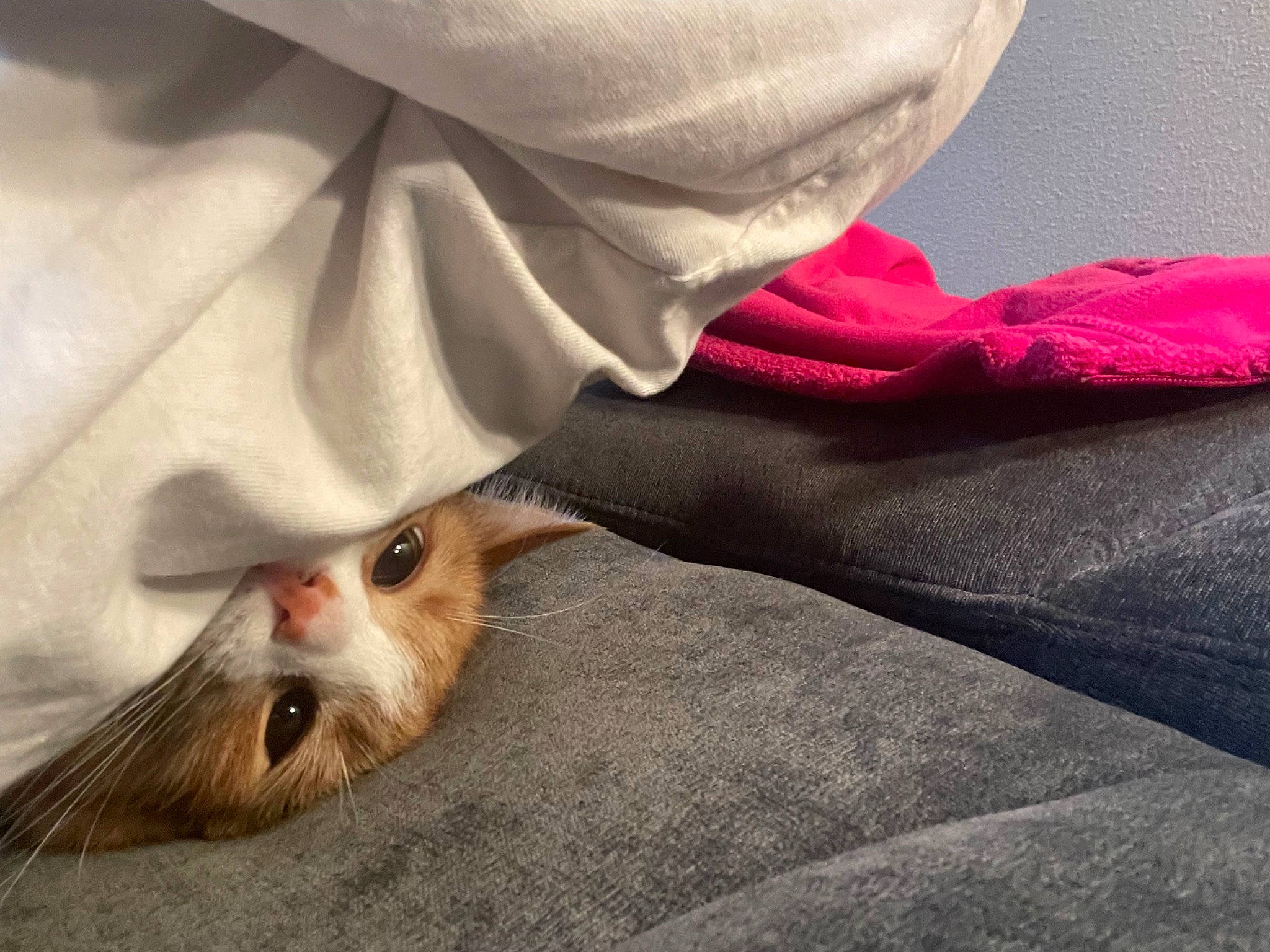 Fox is registered to the contest to win money with this photo: bedding, canidae, carnivore, cat, claw, comfort, domestic_short_haired_cat, fawn, felidae, fur, grey, human_leg, linens, paw, sand, small_to_medium_sized_cats, snout, tail, whiskers, wood