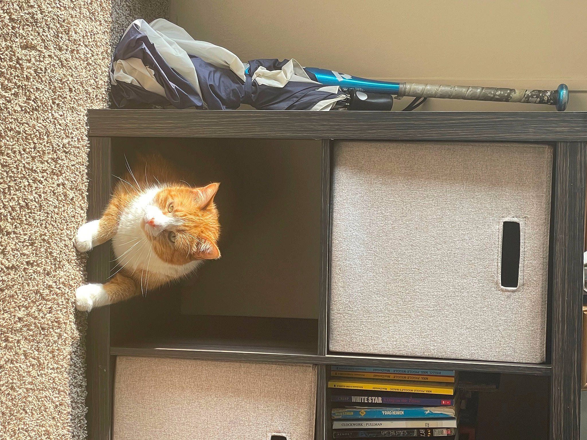 Fox joined the competition — help win amazing prizes! audio_equipment, cardboard, carnivore, cat, display_device, domestic_short_haired_cat, felidae, fur, hardwood, home_appliance, loudspeaker, room, shelf, shelving, small_to_medium_sized_cats, tail, television, television_set, whiskers, wood