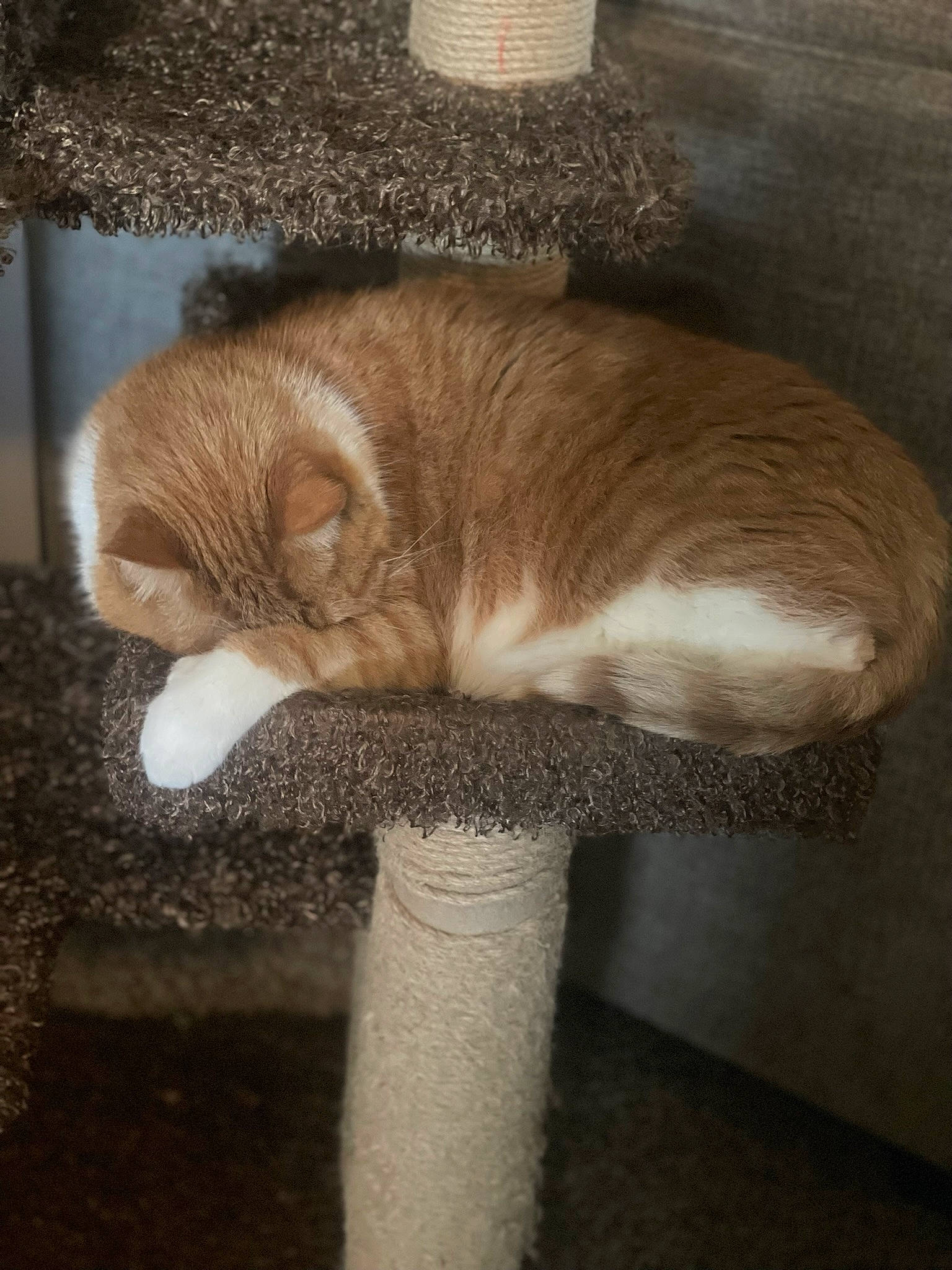 Fox is registered to the contest to win money with this photo: brown, carnivore, cat, cat_supply, claw, comfort, domestic_short_haired_cat, fawn, felidae, flooring, fur, hardwood, liver, paw, pet_supply, small_to_medium_sized_cats, snout, tail, whiskers, wood