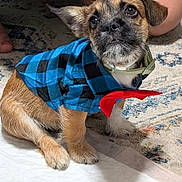 Koda is registered to the contest to win money with this photo: adorable, animal, blue_shirt, bow_tie, brown_fur, carpet, cute, dog, domestic_animal, floor, fur, human_leg, indoor, looking_up, pet, pet_clothing, puppy, sitting, small_dog, white_paws