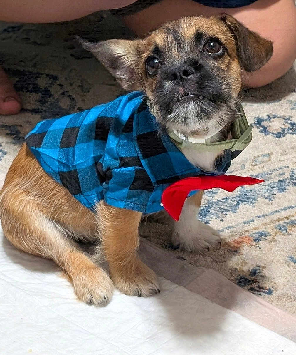 Koda