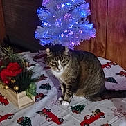 Hunter is registered to the contest to win money with this photo: cat, tabby_cat, christmas_tree, tablecloth, holiday_decor, flowers, wooden_box, indoor, festive, lights, purple_lights, red_truck, greenery, feline, pet, seasonal, decorations, wall_paneling, cozy, animal