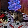 cat, tabby_cat, christmas_tree, tablecloth, holiday_decor, flowers, wooden_box, indoor, festive, lights, purple_lights, red_truck, greenery, feline, pet, seasonal, decorations, wall_paneling, cozy, animal