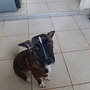 Stella participe au concours pour gagner de l'argent avec cette photo : animal, brindle, canine, companion, cute, dog, domestic, ears, floor, fur, indoor, looking_up, paw, pet, portrait, sitting, snout, tile, waiting, white_markings