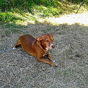 Bandit a rejoint le concours — aidez-le/la à gagner de superbes lots ! animal, brown_dog, calm, canine, collar, daylight, dog, ears, fur, grass, leash, lying_down, nature, outdoor, paw, pet, quiet, resting, snout, sunlight