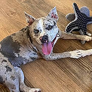 Zoey is registered to the contest to win money with this photo: dog, playful, tongue_out, blue_eye, brown_eye, plywood_floor, toy, star_shaped_toy, pet, indoor, happy, paw, lying_down, spotted_coat, canine, domestic_animal, close_up, animal, cute, mischievous