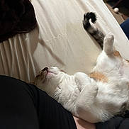 Pip Squeak is registered to the contest to win money with this photo: cat, lying_down, bed, fur, tail, relaxed, indoor, white_fur, brown_fur, paws, curled_paws, blanket, furniture, cozy, sleeping, pet, domestic_animal, resting, animal, cute