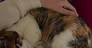 Pip Squeak is registered to the contest to win money with this photo: cat, calico_cat, animal, pet, feline, sleeping, curled_up, hand, human_hand, blanket, soft, cozy, resting, indoor, comfort, warm, fur, closeup, relaxation, companion