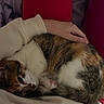 cat, calico_cat, animal, pet, feline, sleeping, curled_up, hand, human_hand, blanket, soft, cozy, resting, indoor, comfort, warm, fur, closeup, relaxation, companion
