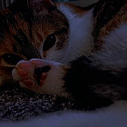 Pip Squeak joined the competition — help win amazing prizes! animal, calm, carpet, cat, closeup, cozy, cute, domestic, fur, indoor, paw, pet, quiet, relaxed, resting, sleepy, soft, tabby, whiskers, window